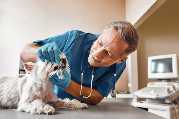 Best Emergency Tooth Extraction in Wilkinsburg, PA